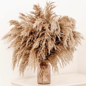 Pampas 60cm (20st)